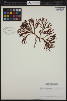 Zonaria subarticulata image