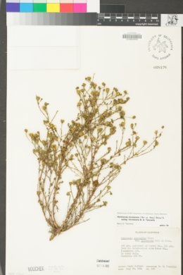 Deinandra increscens subsp. increscens image
