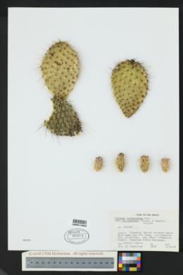 Opuntia polyacantha var. trichophora image