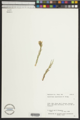 Castilleja aquariensis image