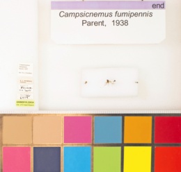 Campsicnemus fumipennis image