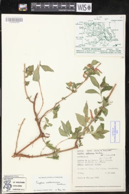 Cuphea watsoniana image