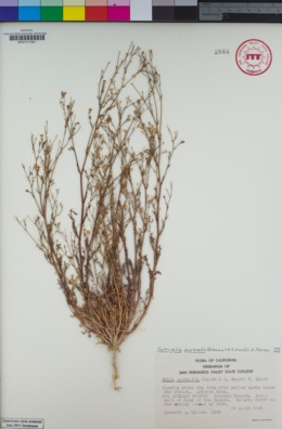 Image of Saltugilia australis