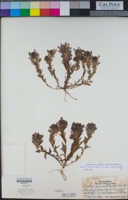 Castilleja ambigua subsp. insalutata image