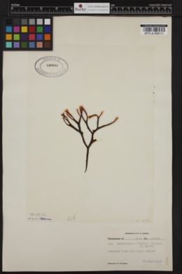 Ahnfeltiopsis linearis image