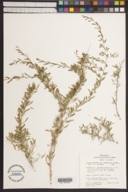 Lycium andersonii var. deserticola image
