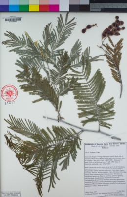 Image of Acacia dealbata