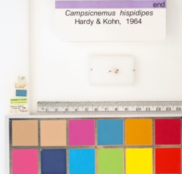 Campsicnemus hispidipes image