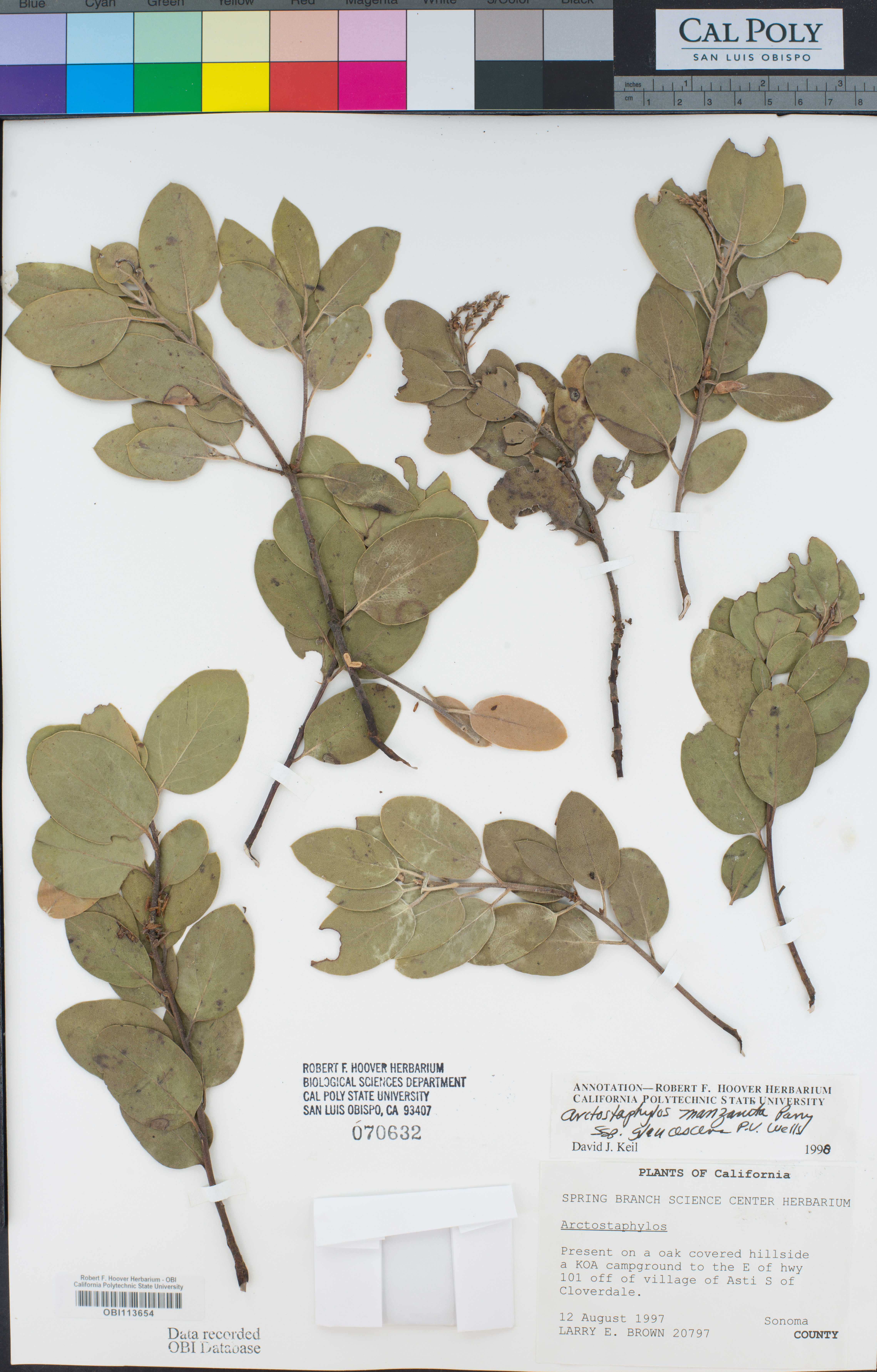 Arctostaphylos manzanita subsp. glaucescens image