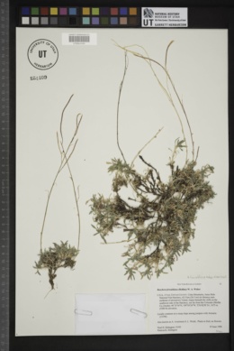 Boechera fernaldiana var. vivariensis image