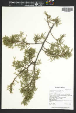 Image of Juniperus durangensis