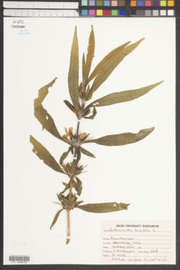 Asteracantha longifolia image