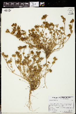 Image of Trifolium bocconei