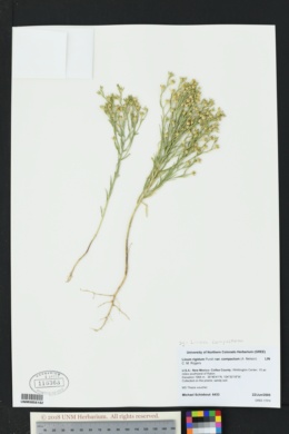 Image of Cathartolinum compactum