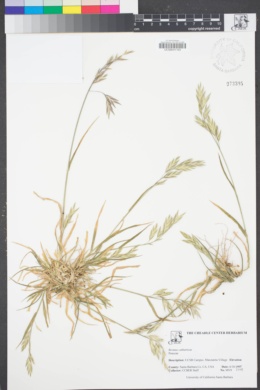 Image of Bromus catharticus