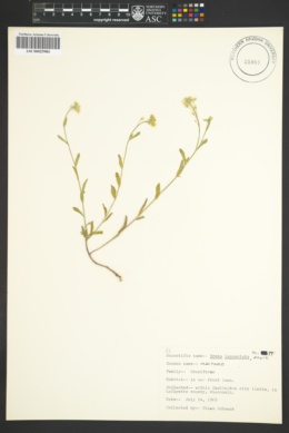 Image of Draba lanceolata