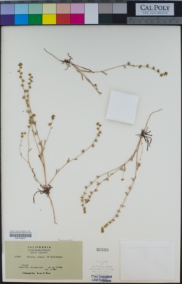 Image of Plagiobothrys greenei