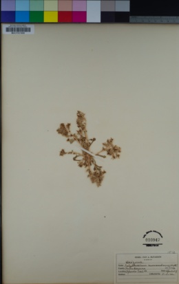 Calyptridium monandrum image