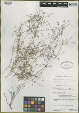 Galium moranii subsp. aculeolatum image