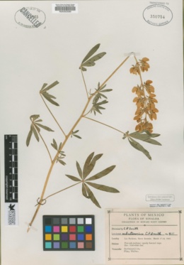 Image of Lupinus arbutosocius