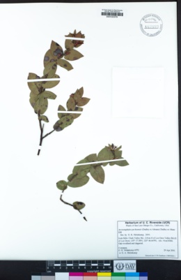 Arctostaphylos pechoensis image
