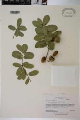 Quercus coccifera image
