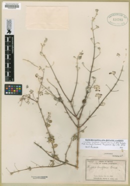 Condea laniflora image