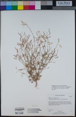 Camissonia dominguez-escalantorum image