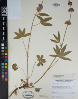 Image of Sidalcea sparsifolia