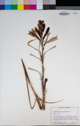 Image of Hesperocallis undulata