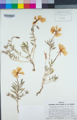 Oenothera californica image