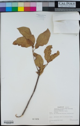 Image of Aesculus discolor