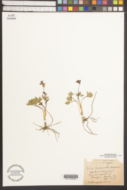 Viola trinervata image