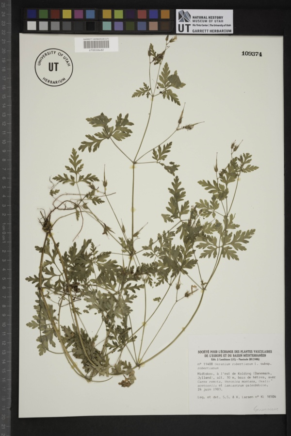 Geranium robertianum subsp. robertianum image