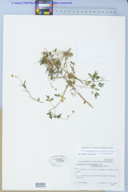 Coreocarpus sonoranus image