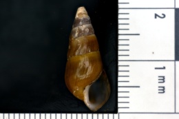 Image of Elimia simplex
