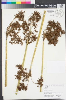 Image of Schoenoplectus californicus