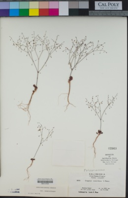 Eriogonum esmeraldense var. esmeraldense image