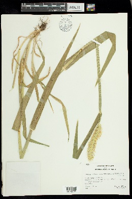 Hordeum vulgare image