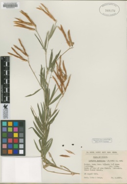 Lathyrus karsianus image