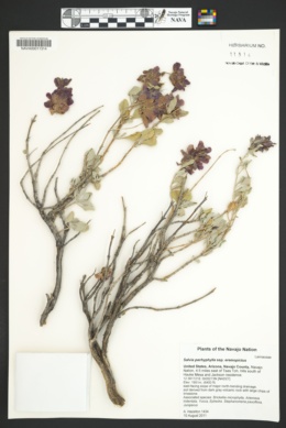 Salvia pachyphylla subsp. eremopictus image