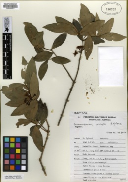 Image of Syzygium pringlei