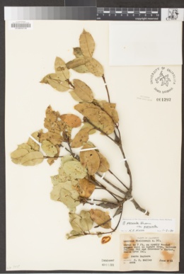 Quercus parvula var. parvula image