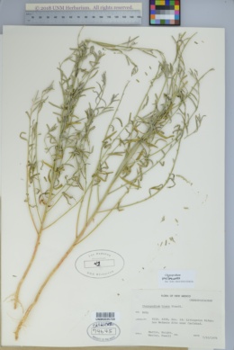 Image of Chenopodium pallescens