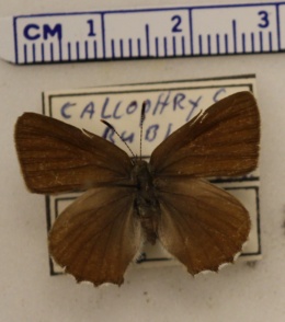 Image of Callophrys rubi