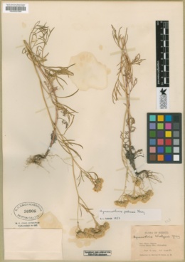 Hymenothrix palmeri image
