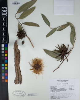 Eucalyptus cornuta image