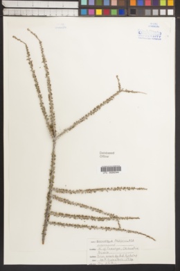Bernardia fasciculata image