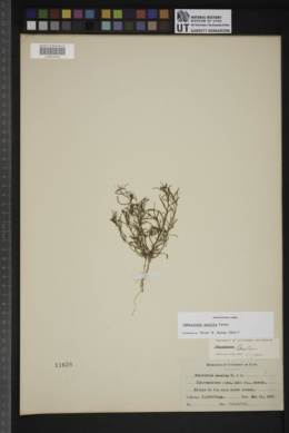 Gayophytum caesium image