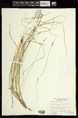 Carex potosina image